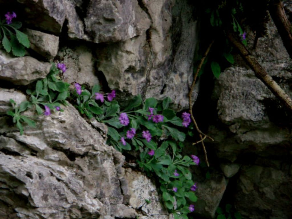 In Val d''Ancogno ad ammirare la Primula albenensis